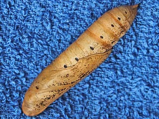 Gro�er Weinschw�rmer Hippotion celerio Silver-striped Hawk-moth