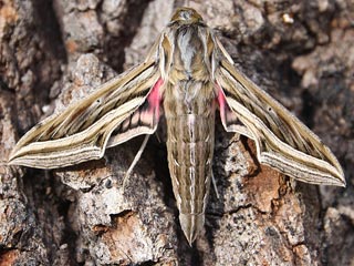 Gro�er Weinschw�rmer Hippotion celerio Silver-striped Hawk-moth