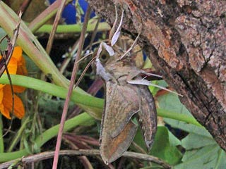 Gro�er Weinschw�rmer Hippotion celerio Silver-striped Hawk-moth