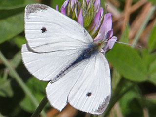 Kleiner Kohlweiling Pieris rapae Small White