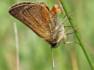 Braunkolbiger Braundickkopffalter Thymelicus sylvestris Small Skipper