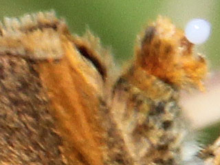 Braunkolbiger Braundickkopffalter Thymelicus sylvestris Small Skipper