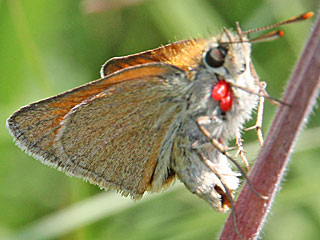 Braunkolbiger Braundickkopffalter Thymelicus sylvestris Small Skipper