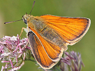 Schwarzkolbiger Braundickkopffalter Thymelicus lineola Essex/Small Skipper