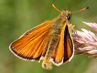 Schwarzkolbiger Braundickkopffalter Thymelicus lineola Essex/Small Skipper