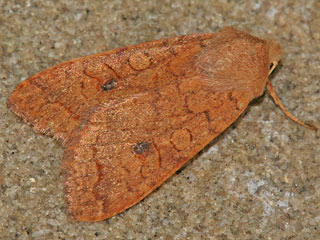 Rötlichgelbe Herbsteule  Sunira circellaris  Brick