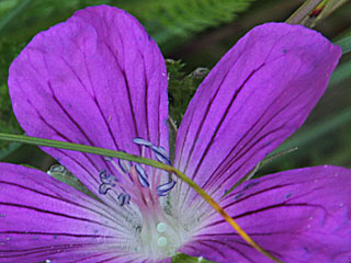 Storchschnabel-Bluling Polyommatus (Aricia) eumedon Geranium Argus