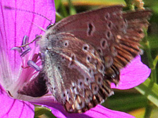 Storchschnabel-Bläuling Polyommatus (Aricia) eumedon Geranium Argus