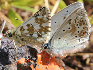 Pyrgus alveus Sonnenrschen-Wrfel-Dickkopffalter Large Grizzled Skipper