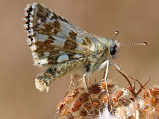 Pyrgus alveus Sonnenrschen-Wrfel-Dickkopffalter Large Grizzled Skipper