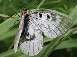 Schwarzer Apollo  Parnassius mnemosyne Clouded Apollo