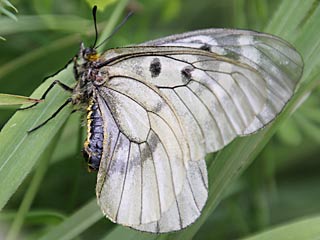 Schwarzer Apollo  Parnassius mnemosyne Clouded Apollo