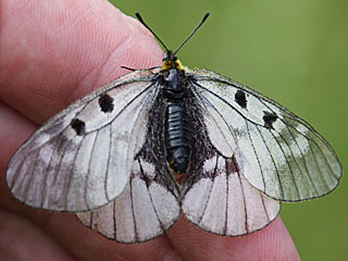 Schwarzer Apollo  Parnassius mnemosyne Clouded Apollo