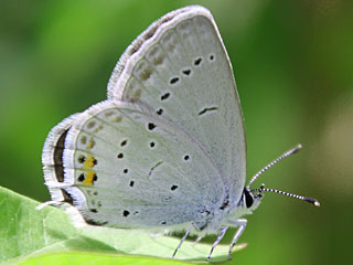 Eiablage Cupido argiades  Kurzschwnziger Bluling Short-tailed Blue