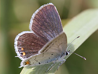 Eiablage Cupido argiades  Kurzschwnziger Bluling Short-tailed Blue