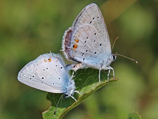 Eiablage Cupido argiades  Kurzschwänziger Bläuling Short-tailed Blue