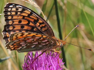 Mittlerer Perlmutterfalter Argynnis (Speyeria) niobe Niobe Fritillary (24593 Byte)