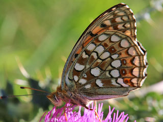 Mittlerer Perlmutterfalter Argynnis (Speyeria) niobe Niobe Fritillary (24593 Byte)