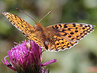 Mittlerer Perlmutterfalter Argynnis (Speyeria) niobe Niobe Fritillary (24593 Byte)