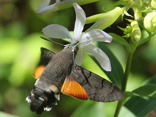 Taubenschwnzchen Kolibri - Schwrmer Macroglossum stellatarum Humming-bird Hawk-moth Wanderfalter (14131 Byte)