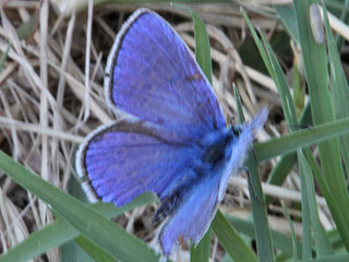 Polyommatus thersites Esparsetten-Bluling Chapman's Blue