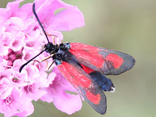 Zygaena punctum