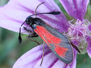 Zygaena punctum