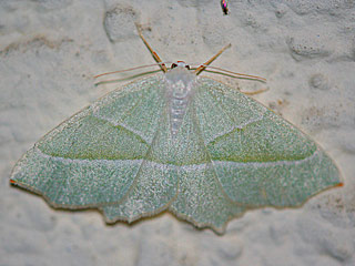 Campaea margaritata Light Emerald Perlglanzspanner