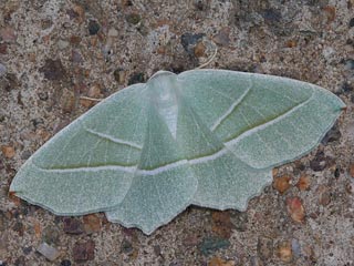 Campaea margaritata Light Emerald Perlglanzspanner