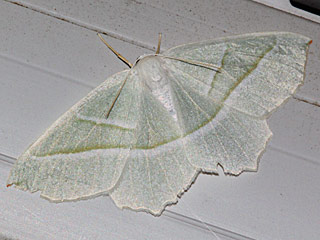 Campaea margaritata Light Emerald Perlglanzspanner