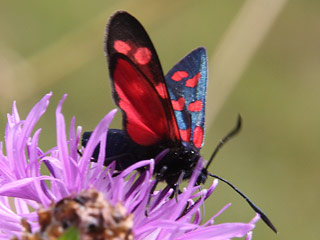 Sechsfleck-Widderchen Zygaena filipendulae Six-spot Burnet