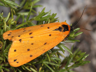 Setina aurita  Gelber Alpen-Flechtenbr