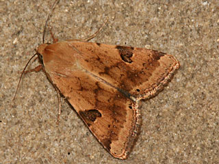 Heliothis peltigera Bordered Straw  Schild-Sonneneule