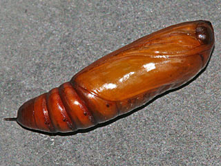 Heliothis peltigera Bordered Straw  Schild-Sonneneule