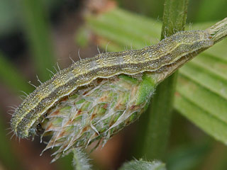 Heliothis peltigera Bordered Straw  Schild-Sonneneule