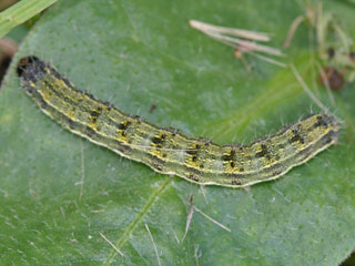 Heliothis peltigera Bordered Straw  Schild-Sonneneule