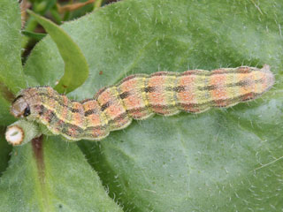 Heliothis peltigera Bordered Straw  Schild-Sonneneule