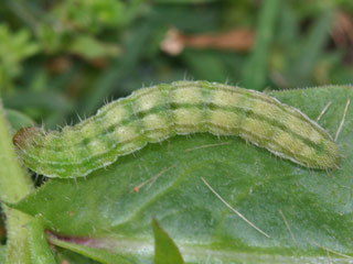 Heliothis peltigera Bordered Straw  Schild-Sonneneule