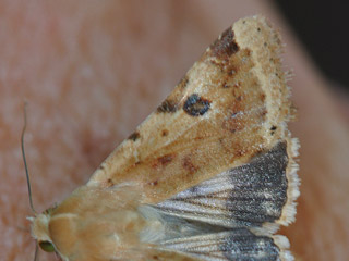 Heliothis peltigera Bordered Straw  Schild-Sonneneule
