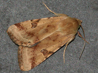 Heliothis peltigera Bordered Straw  Schild-Sonneneule