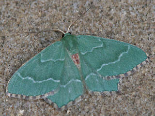 Gebsch-Grnspanner Hemithea aestivaria Common Emerald