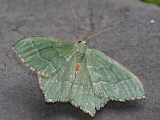 Gebsch-Grnspanner Hemithea aestivaria Common Emerald