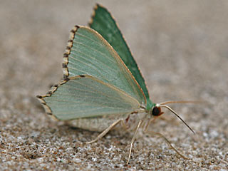 Gebsch-Grnspanner Hemithea aestivaria Common Emerald