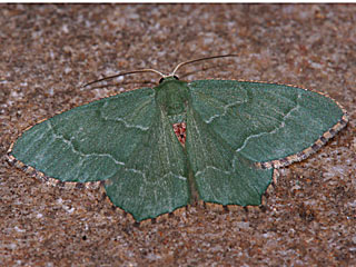 Gebsch-Grnspanner Hemithea aestivaria Common Emerald