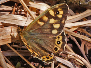 Waldbrettspiel Laubfalter Pararge aegeria Speckled Wood