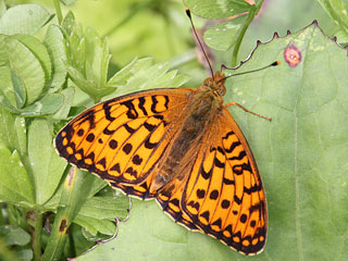 Groer Perlmutterfalter Argynnis (Speyeria) (Mesoacidalia) aglaja Dark Green Fritillary