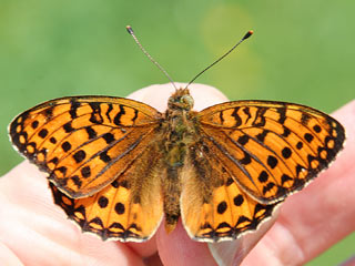 Groer Perlmutterfalter Argynnis (Speyeria) (Mesoacidalia) aglaja Dark Green Fritillary