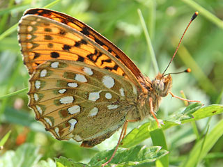 Groer Perlmutterfalter Argynnis (Speyeria) (Mesoacidalia) aglaja Dark Green Fritillary