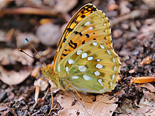 Groer Perlmutterfalter Argynnis (Speyeria) (Mesoacidalia) aglaja Dark Green Fritillary