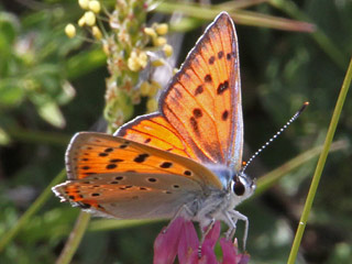 Violetter Feuerfalter Lycaena alciphron Purple-Shot Copper